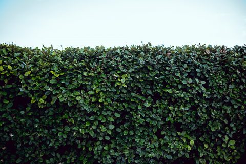 Hedge Trimming & Removal in Pontybodkin