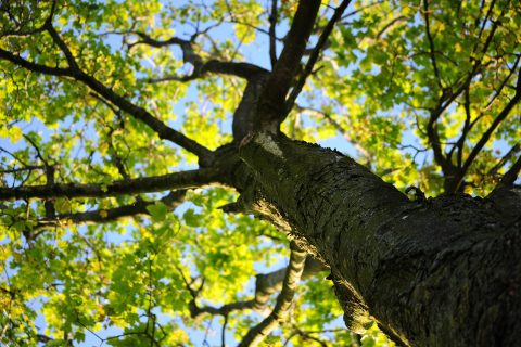Qualified & Professional<br>Tree Surgeons in North Wales
