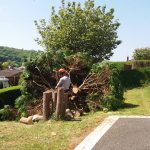 tree services Gresford