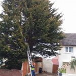 Tree Services Conwy