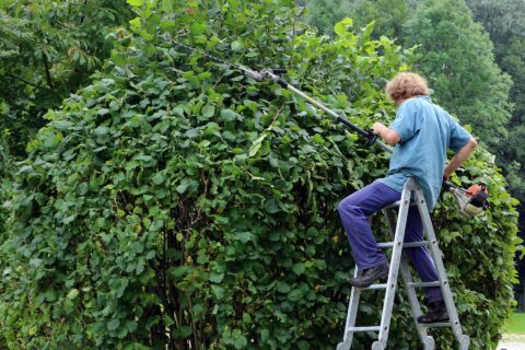 Llanfair Talhaiarn Hedge Trimming & Removal