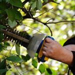 cost of Tree Thinning & Pruning in Llanrwst