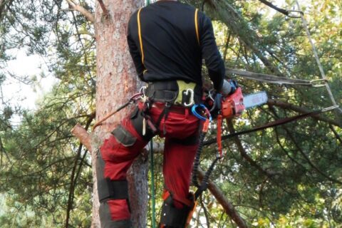 Tree Thinning & Pruning
