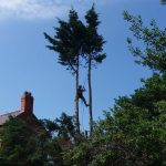 Crown Reduction tree surgeon near me Conwy