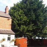 Crown Reduction tree surgeon near me Old Colwyn