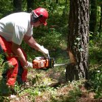 tree felling experts Dolwen