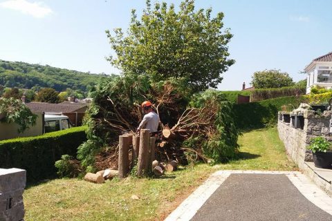 Tree Felling