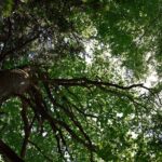tree lowering services in Trefnant