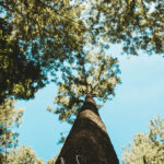 tree lowering services in Prestatyn