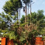 Cost of tree lowering in Penmaenmawr