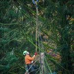 Halkyn tree lowering tree surgeon