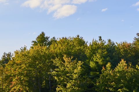 Tree Lowering in Pontybodkin