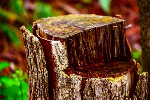 Stump Grinding Professionals in Northop