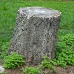 Tree Stump killer Dolgarrog