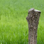 Stump Grinding costs in Trefnant