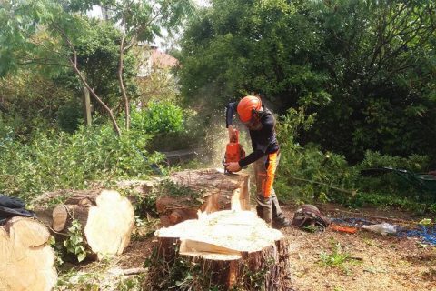 Stump Grinding