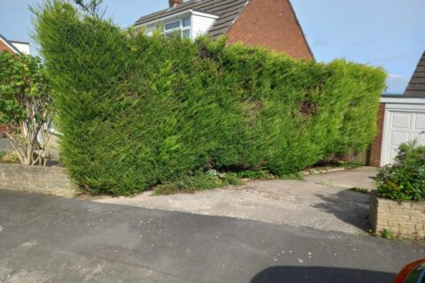 Hedge Removal